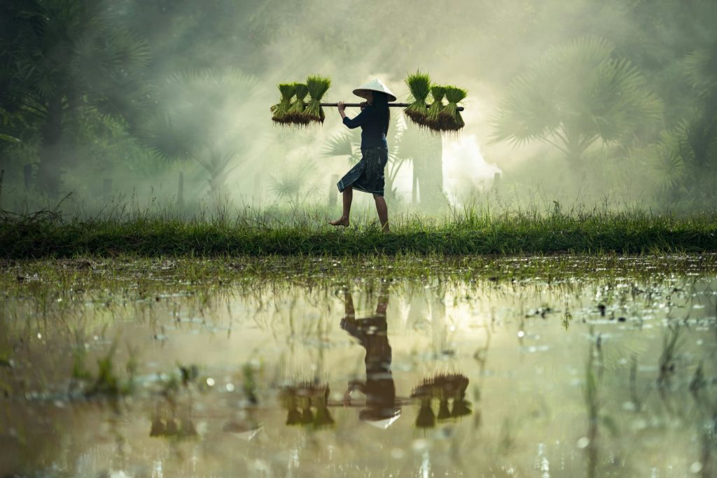 Rice field